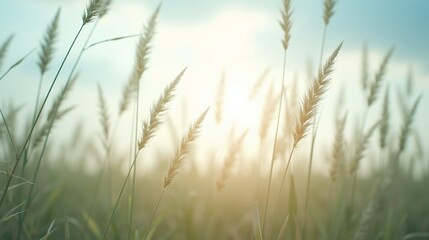 Fototapeta premium Sunlit field of tall, golden grass.