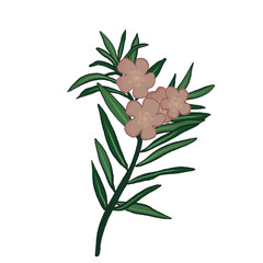 oleander branch, pink flower branch