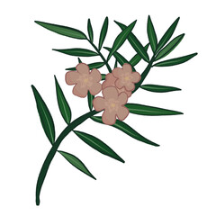 oleander branch, pink flower branch