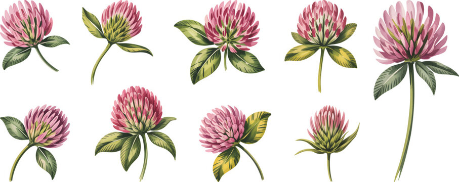 Watercolor red clover flower and leaf set vector. Watercolor botanical illustration of meadow flower isolated on white background.
