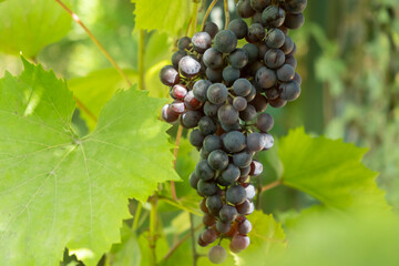 Grapes hanging from a vine in a lush vineyard during late summer