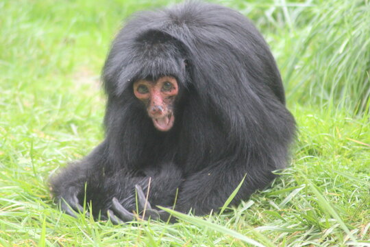 singe en train de faire la grimace