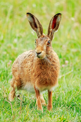 European Brown Hare,Cotswolds, England, United Kingdom
