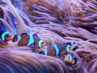 clown fish in anemone