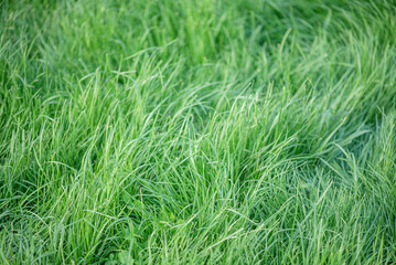 Grass thin focus part as background. Greenery, natural background.