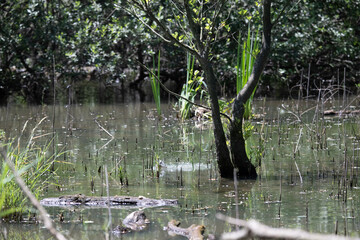 Bird perched on a branch near still water surrounded by lush vegetation in a tranquil natural setting