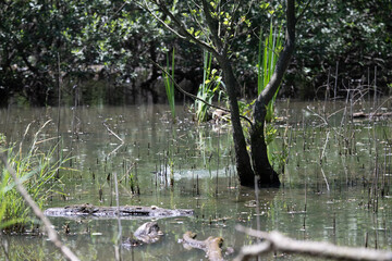 Bird perched on a branch near still water surrounded by lush vegetation in a tranquil natural setting