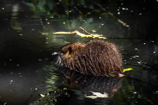 bear in water
