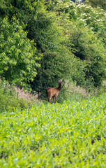 deer on the meadow