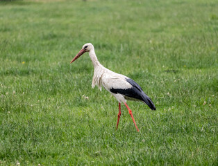 Fototapeta premium white stork ciconia