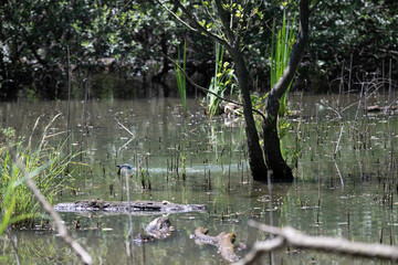 Bird perched on a branch near still water surrounded by lush vegetation in a tranquil natural setting