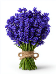 Purple hyacinth bunch tied in twine vase on white background

