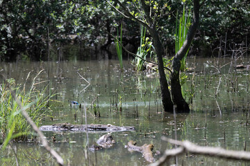 Bird perched on a branch near still water surrounded by lush vegetation in a tranquil natural setting