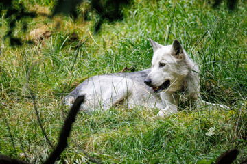 Wei&szlig;grauer Wolf liegt im Gras und blickt zur Seite