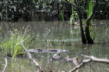 Bird perched on a branch near still water surrounded by lush vegetation in a tranquil natural setting