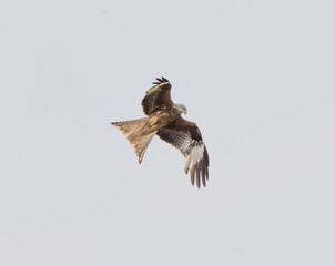 Red Kite Flying
