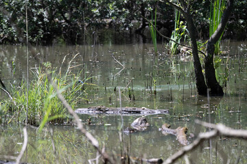 Bird perched on a branch near still water surrounded by lush vegetation in a tranquil natural setting