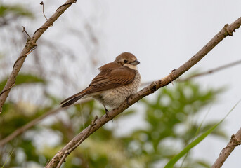 Baby Red-Backed Shrike Growing Up
