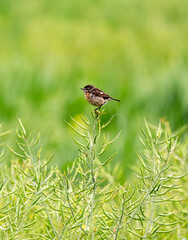 Baby European Stonechat Chirping And Hopping