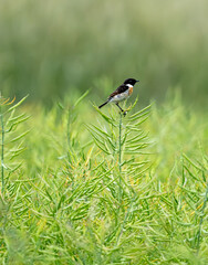 Male European Stonechat Is Singing And Defending Territory