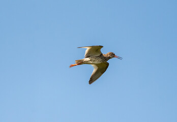 Common Redshank Flying