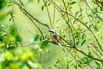 Male Red-Backed Shrike Is Hunting