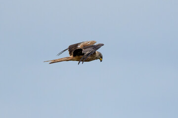 Western Marsh Harrier Flying