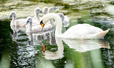 Mute Swan With Chicks
