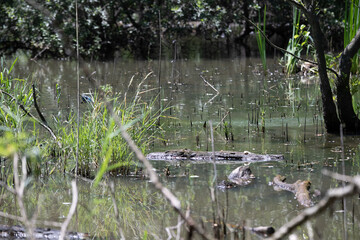 Bird perched on a branch near still water surrounded by lush vegetation in a tranquil natural setting