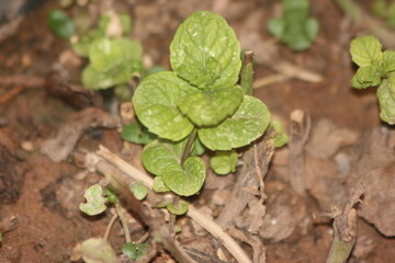 A close up of mint plant