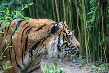 Tiger in front of a bamboo forest