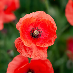 Red poppy. Close-up of blooming meadow flowers. Selective focus