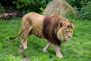 A lion in a meadow