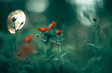 Red wildflowers on the background of a round side.Flowers on a dark evening background in a field.