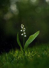 Lily of the Valley (Convallaria majalis) is a perennial herbaceous plant of the Asparagaceae family.Vero-mirror photo with a lily of the valley flower.
