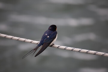 Schwalbe von hinten auf einem Seil
