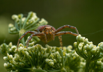 Portrait of a spider in close-up.Araneus diadematus.Flower spider macrophotography.