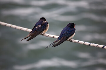 Zwei Schwalben auf einem Seil von hinten