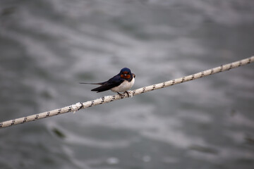 Kleine Schwalbe auf seil über wasser von vorne