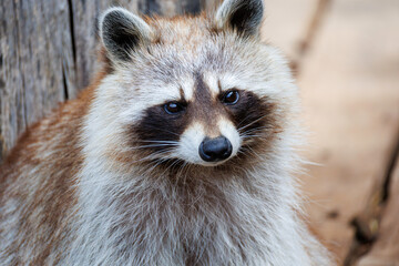 Waschbär mit intensivem Blick vor Holz-Hintergrund