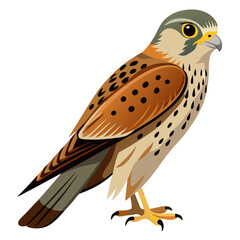 Obraz premium Kestrel Bird Silhouette Vector