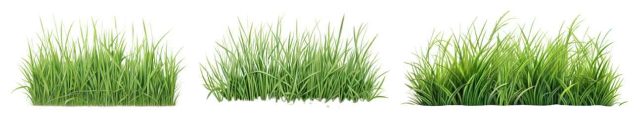 Obraz premium PNG Lush green grass clusters, element set on transparent background