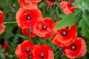 Red poppy. Blooming meadow flowers close-up