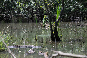 Bird perched on a branch near still water surrounded by lush vegetation in a tranquil natural setting