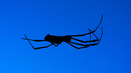 Obraz premium Aranha Nephila silhueta