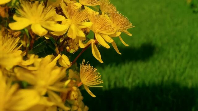 Close-up of hypericum flowers with bright yellow petals and prominent stamens creating a vibrant and textured floral background.