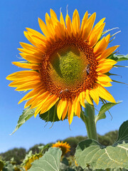 Bees on a sunflower in the field