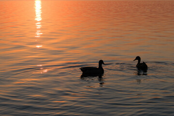 Two ducks during sunset