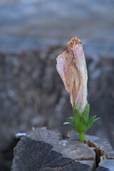 hibuscus flower bud with sepals with green leaves contrasted against a dry weathered tree trunk