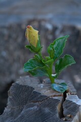 hibuscus flower bud with sepals with green leaves contrasted against a dry weathered tree trunk